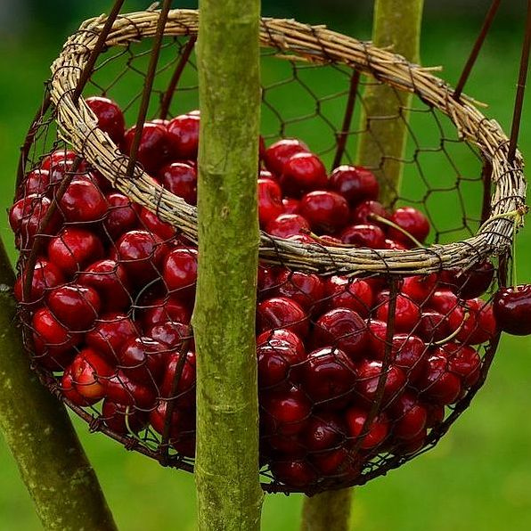 صورة موظف الخدمة الأمامية